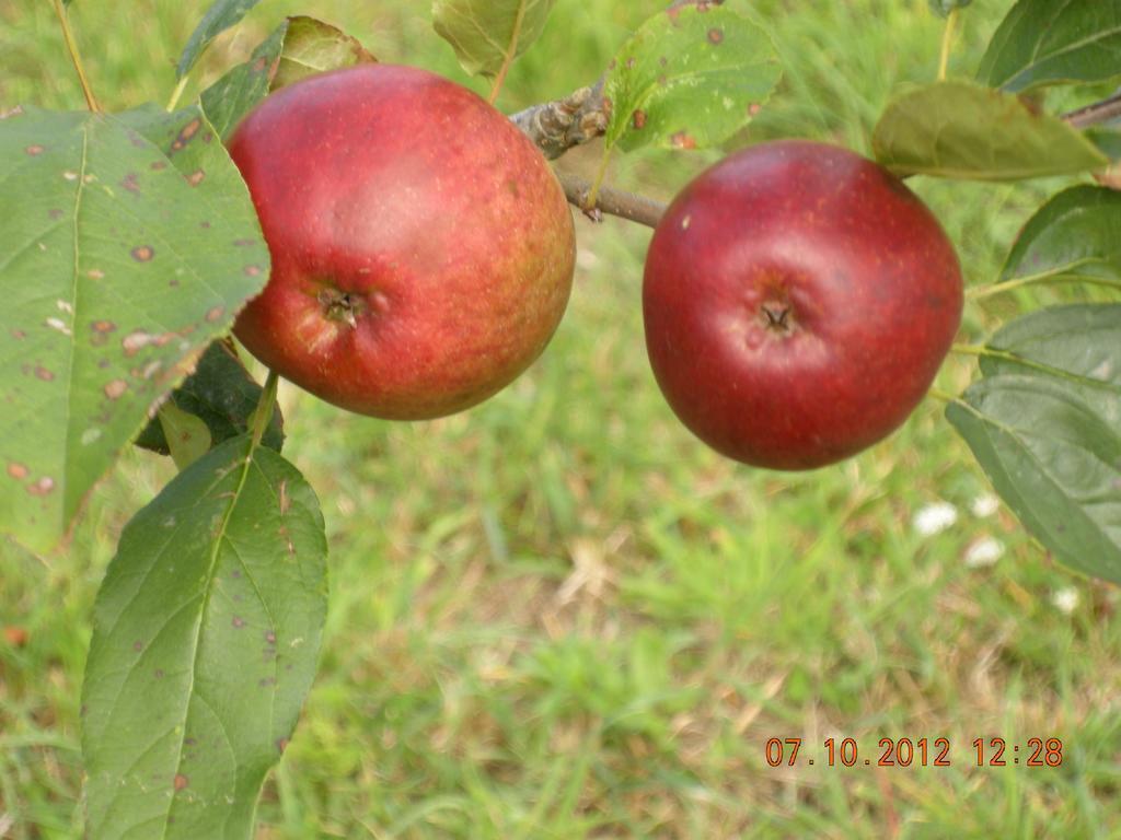 Finca Portizuelo Luarca Esterno foto
